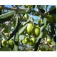 Coratina Extra Virgin Olive Oil - Southern Hemisphere (South Africa) ***JUST ARRIVED***